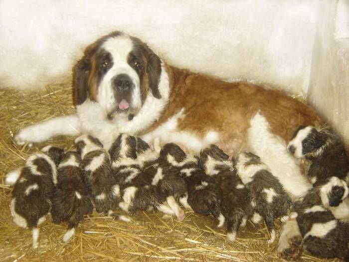 Saint Bernard - Alti catei si animale