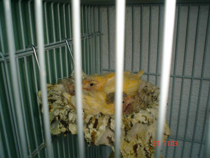 DSC03323 - PASARI CARE NU LE MAI AM - CANARI