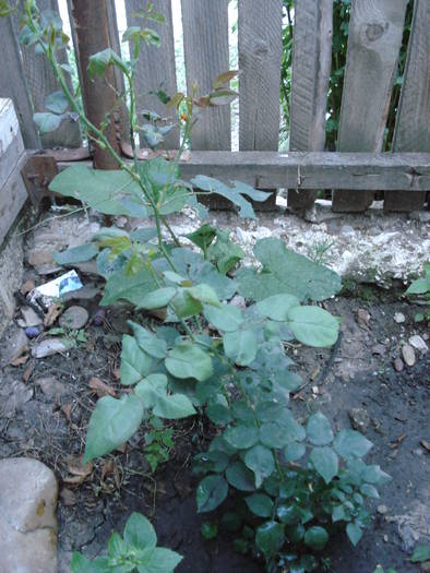 DSC09507