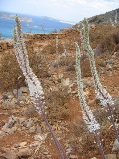 253 - 24 09 07 Korikos - Gramvoussa - creta