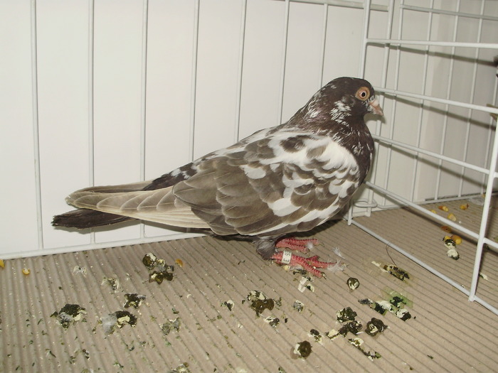 tippler eng 6 - 1509 str 3