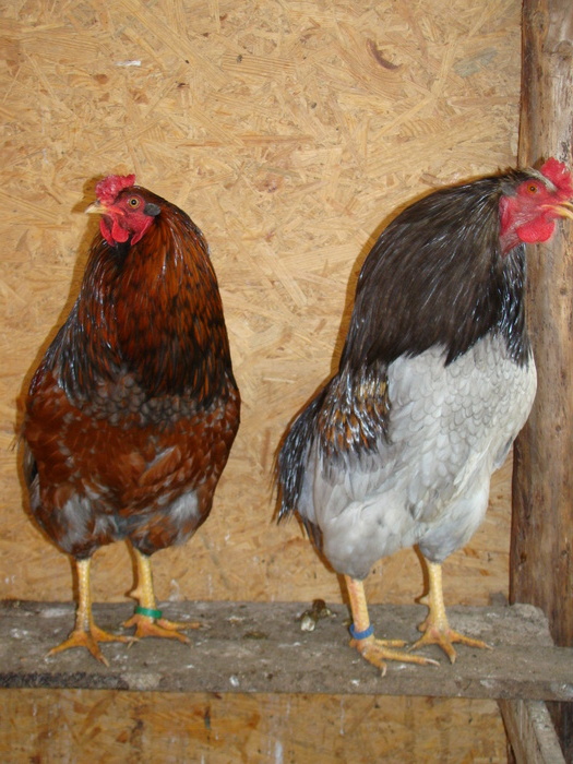 DSC01518 - gaini Araucana