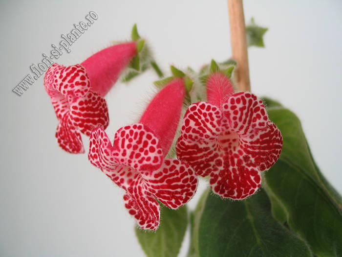 Kohleria Monte Friendship 1