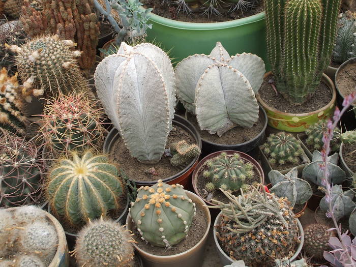 grup8 - colectia mea de cactusi