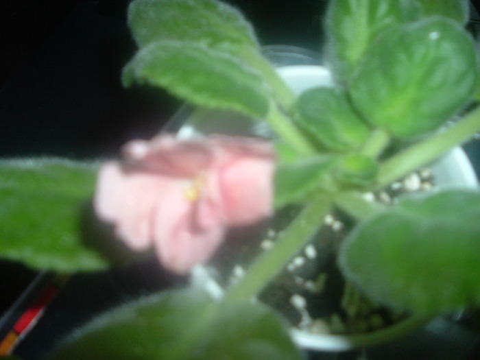 DSCF8737; kiss print
