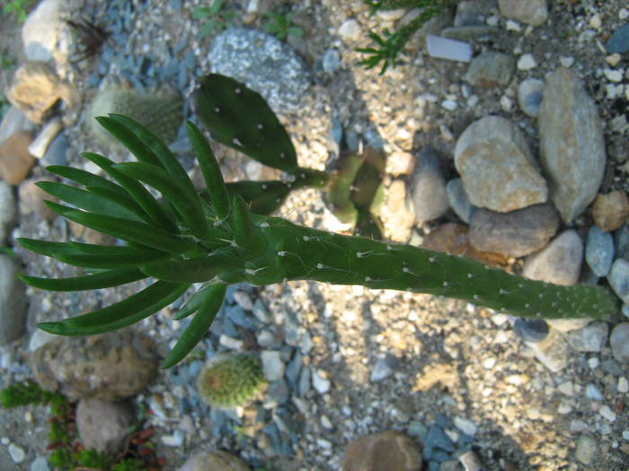 IMG_8191 - Cactusi la mosie 17 iunie 2009