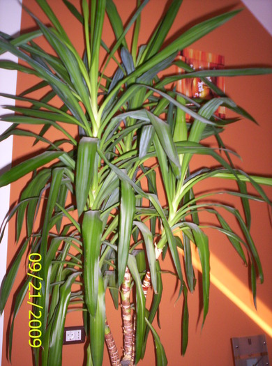 Yucca; s-a mutat de la mine,dar e ok!
