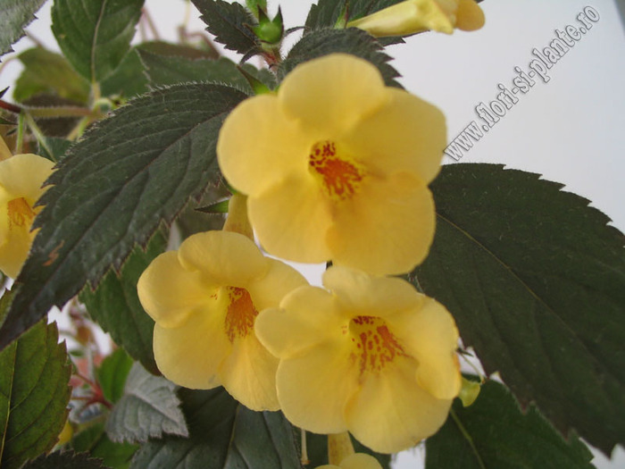Achimenes Yellow beauty 9 - ACHIMENES I
