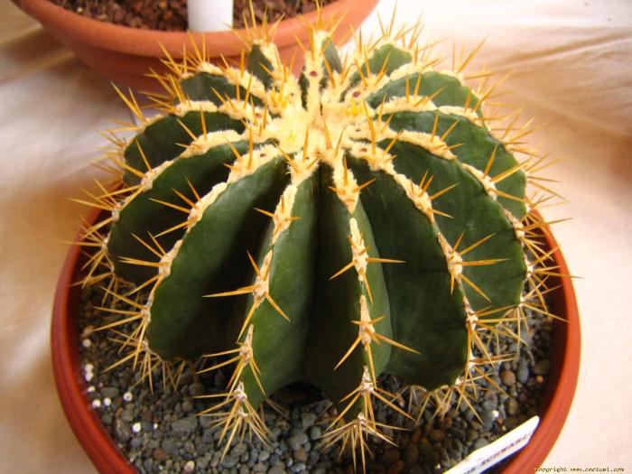 ferocactus_schwarzii_tattoo - Cactusi care m-au impresionat prin frumusete