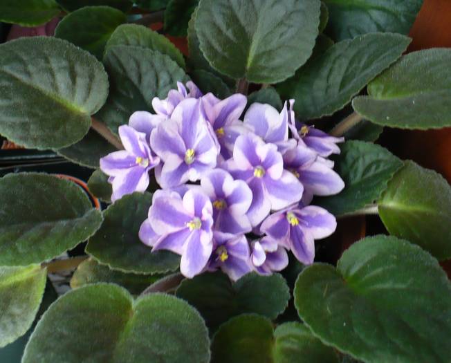 P1140382 - Saintpaulia - violete de camera