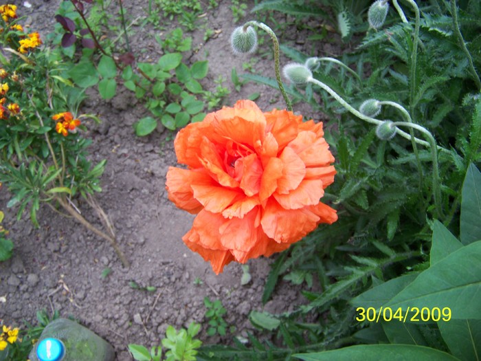 100_1309 - Primavara in curte  Timisoara