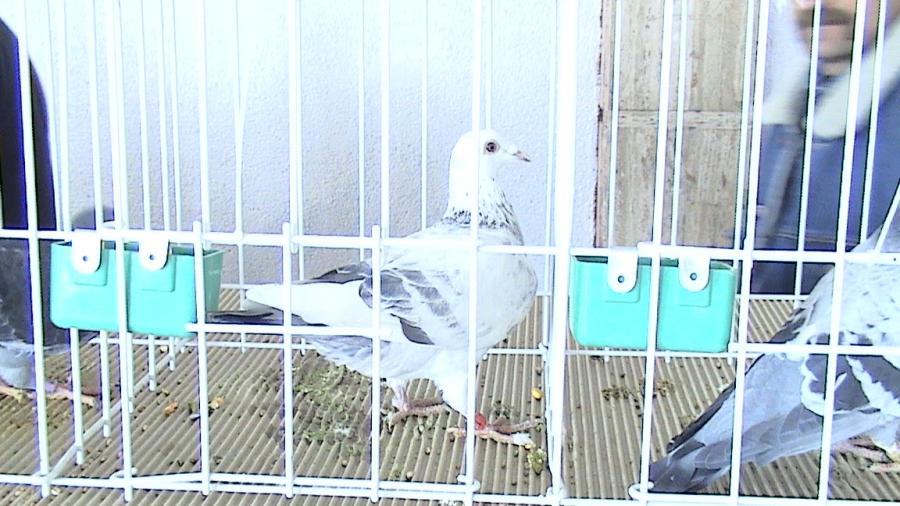 Copy (2) of Picture 1006