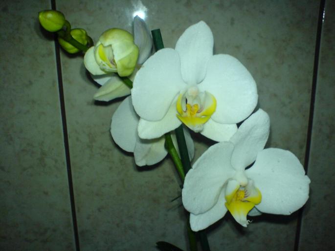 detaliu floare - orhidee