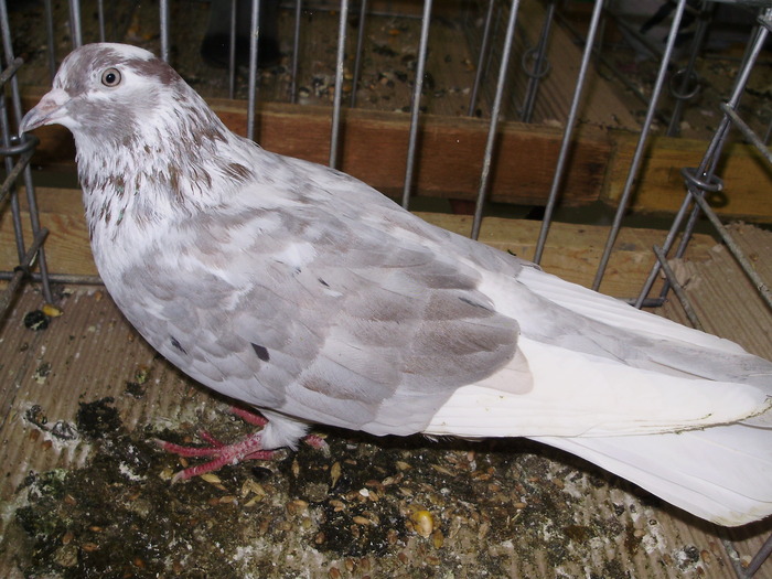 12339 pristina tbl 1