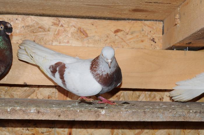 DSC_9915 - jucatori dublumotati calarasi 2008