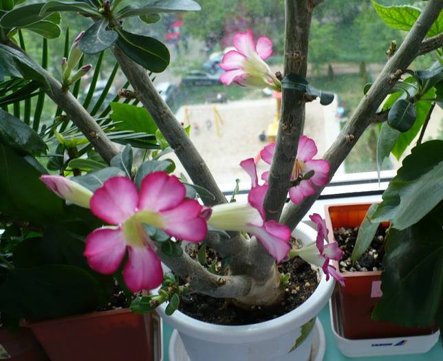 P1120371 - ADENIUM OBESUM