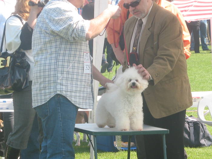 IMG_4794 - bichon frise