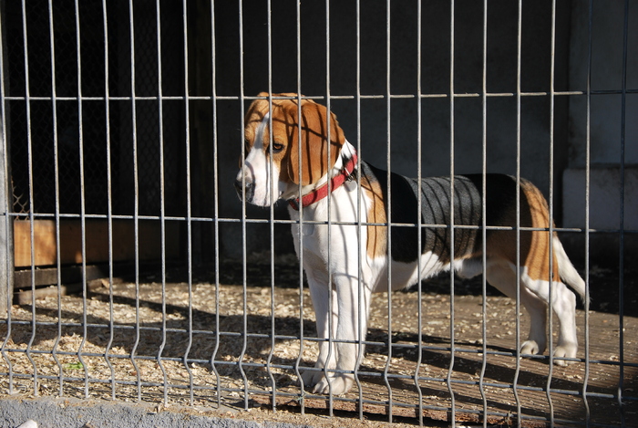 DSC_0047 - CATEUL BEAGLE PE MUNTE