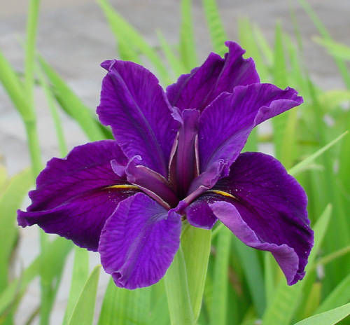 IRIS 1 - IRIS FLOWERS