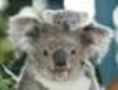 imagesCATW1LBI - Koala