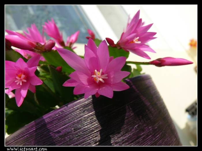 SHG1 - Schlumbergera PINKK