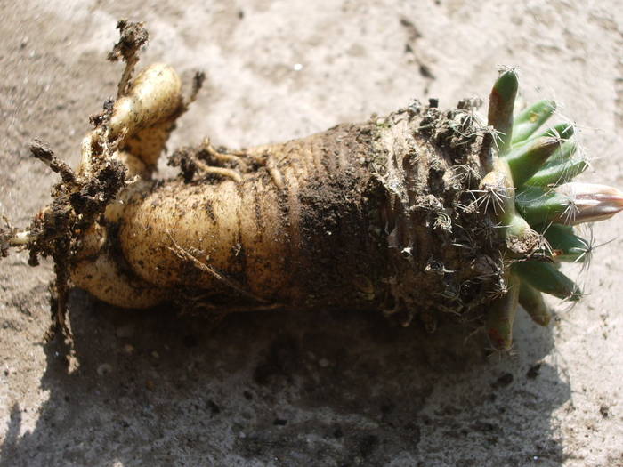  - Radacini - cactusi si suculente