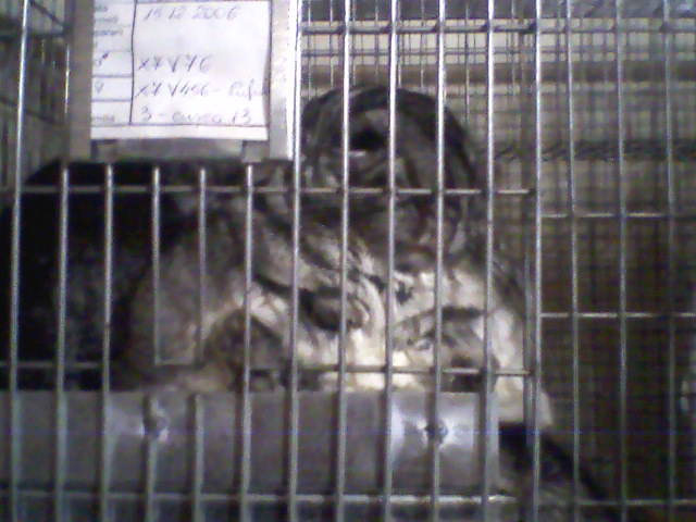 Foto-0154 - Chinchilla