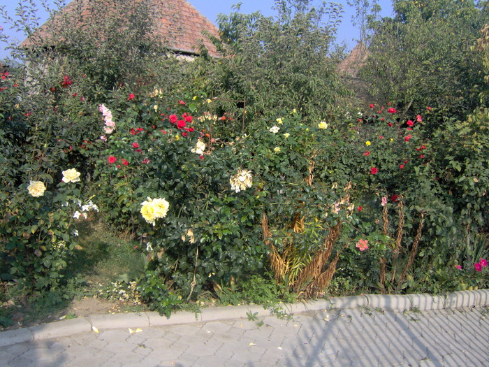 IM000278 - trandafirii in octombrie 2009
