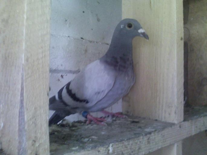 loc 2 Melk 1 crescatorie