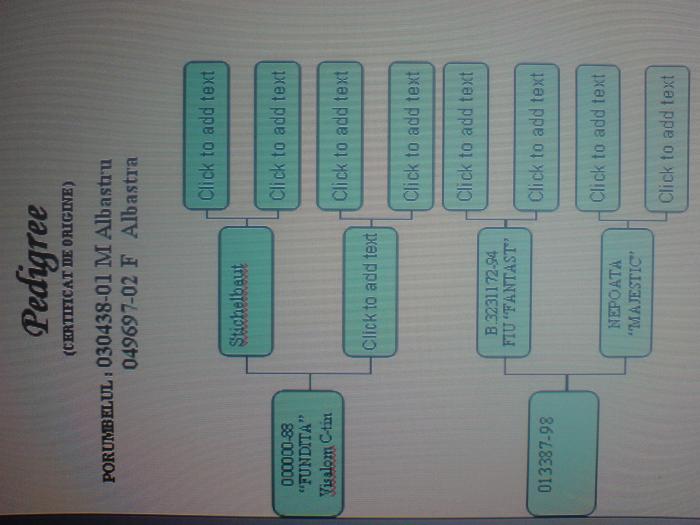 nepoti "Fantast" - pedigree