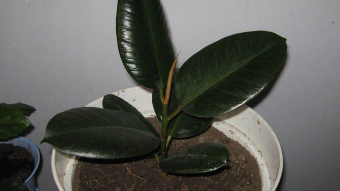 ficus - florile mele