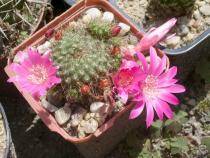 Rebutia violaciflora