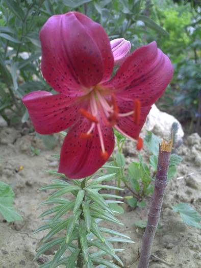 PICT0085