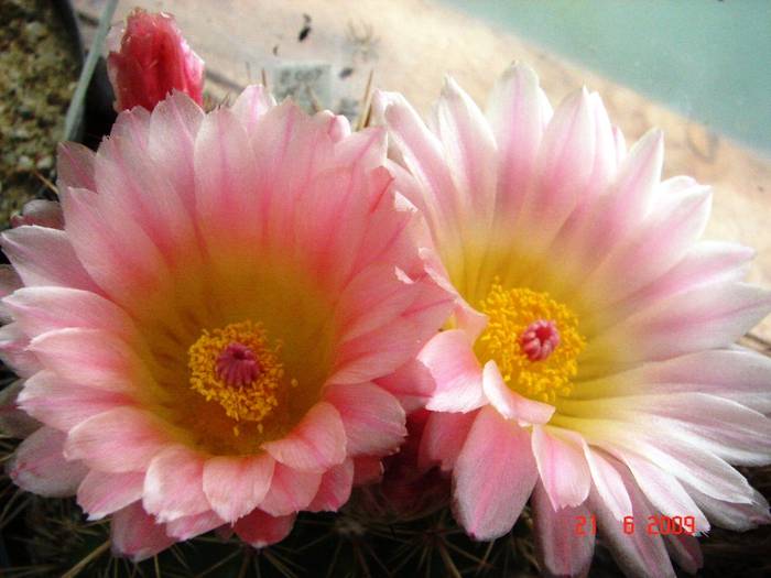 Notocactus mamulossus cv.