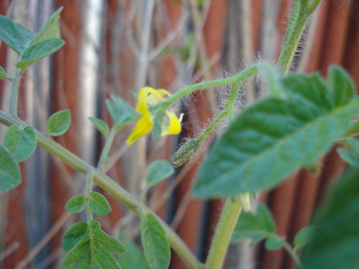 Tomato Gardeners Delight (2009, May 24) - Tomato Gardeners Delight