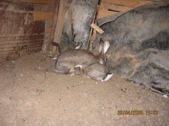 IMG_6910 - poze noi 26-04-2009