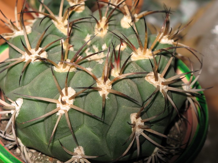 Gymnocalycium saglionis; tepi...
