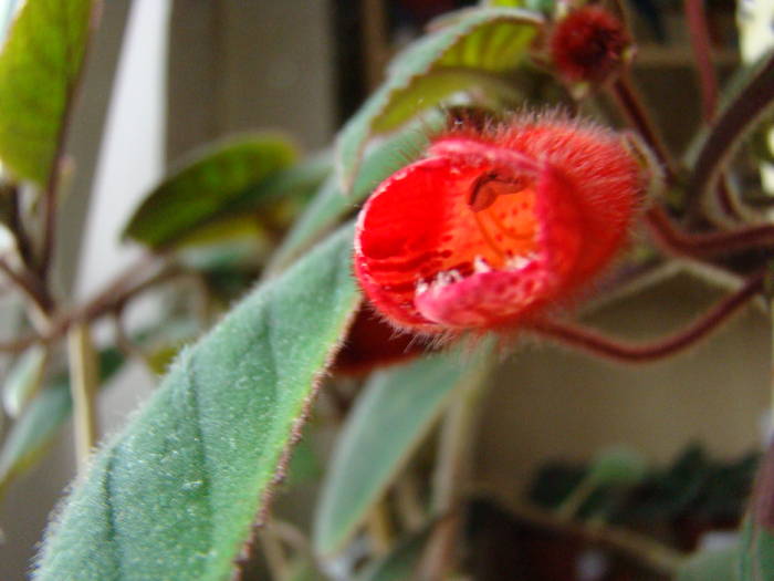 DSC07445 - Kohleria Eriantha 2009