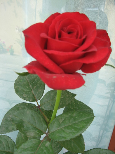 IMG_4162; trandafir rosu
