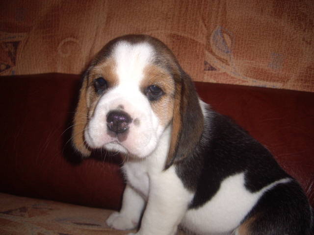 Beagle - beagle