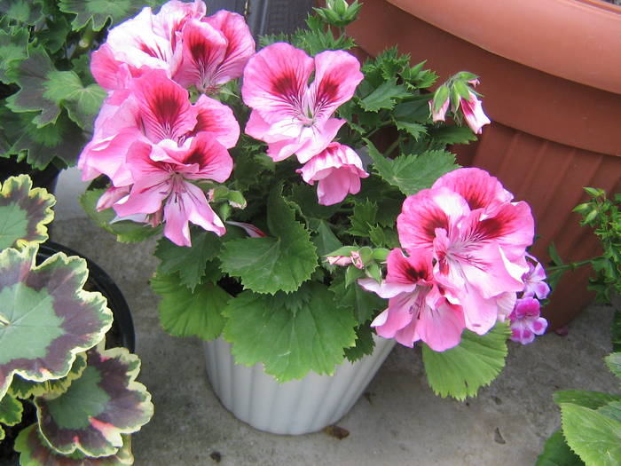 29mai 011 - muscate 2009