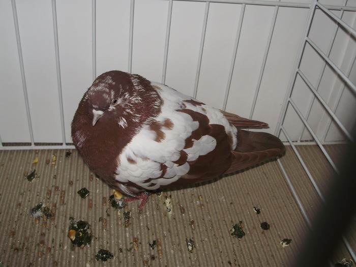 tippler eng 2 - 1509 str 3