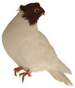 jucator de iasi - X-TODAS LAS RASAS DE PALOMAS EN EL MUNDO