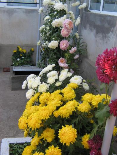 picture 604 - crizanteme  2008