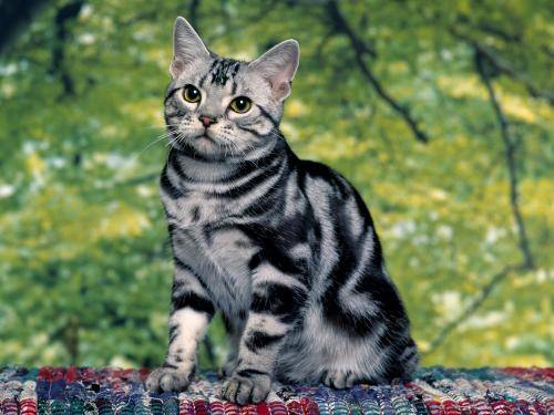 Silver Tabby Cats Wallpapers Poze Pisici Pisicute de Rasa - pisici