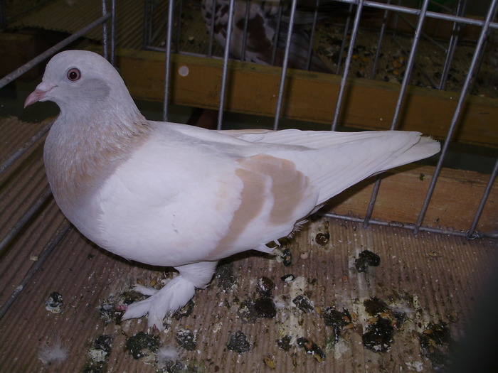 11909 m 0 - 1507 partea 7a