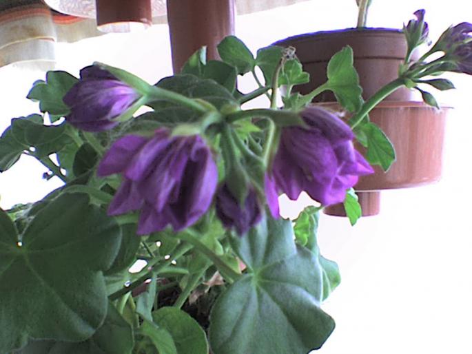 DSC00011 - plante 2008