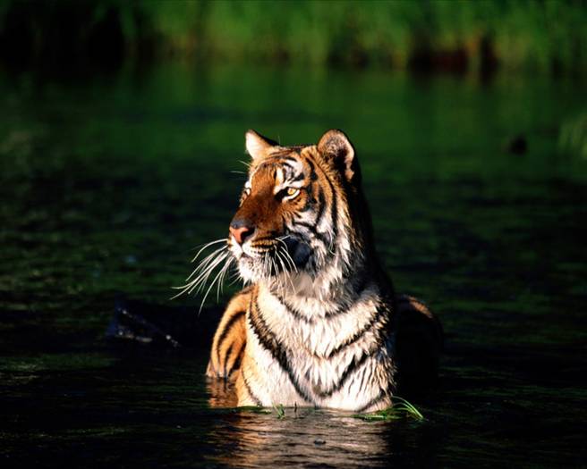 tiger_9 - Tigers
