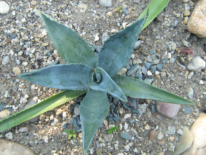 IMG_8149 - Cactusi la mosie 17 iunie 2009