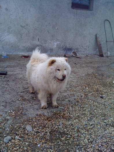 MUFA; este o catea de chow-chow
